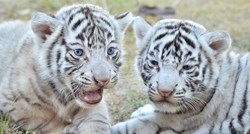 Ove prekrasne bebe snježnog tigra uživaju u svojim prvim danima života